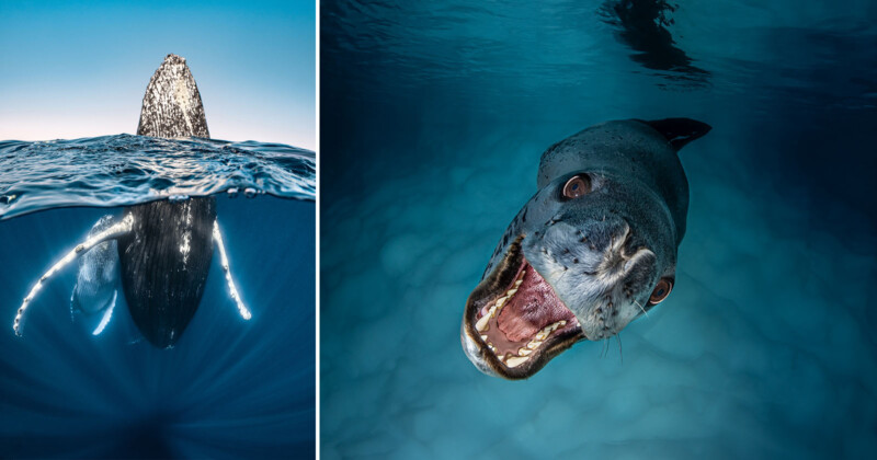 Split image: Left side shows a humpback whale emerging from the blue ocean. Right side shows a close-up of a leopard seal underwater with its mouth open, revealing sharp teeth.