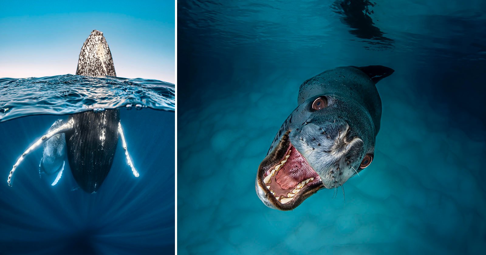 Split image: Left side shows a humpback whale emerging from the blue ocean. Right side shows a close-up of a leopard seal underwater with its mouth open, revealing sharp teeth.