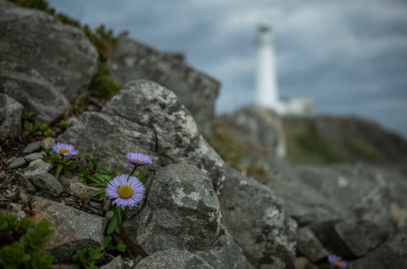 Purple wildflowers grow among rocky terrain in the foreground, with a white lighthouse out of focus on a distant hill under a cloudy sky in the background.