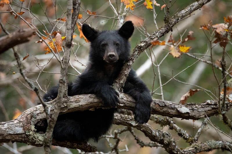 A black bear cub rests on tree branches, holding onto the limbs with its front legs. Autumn leaves and bare twigs surround the cub, and the background is softly out of focus.