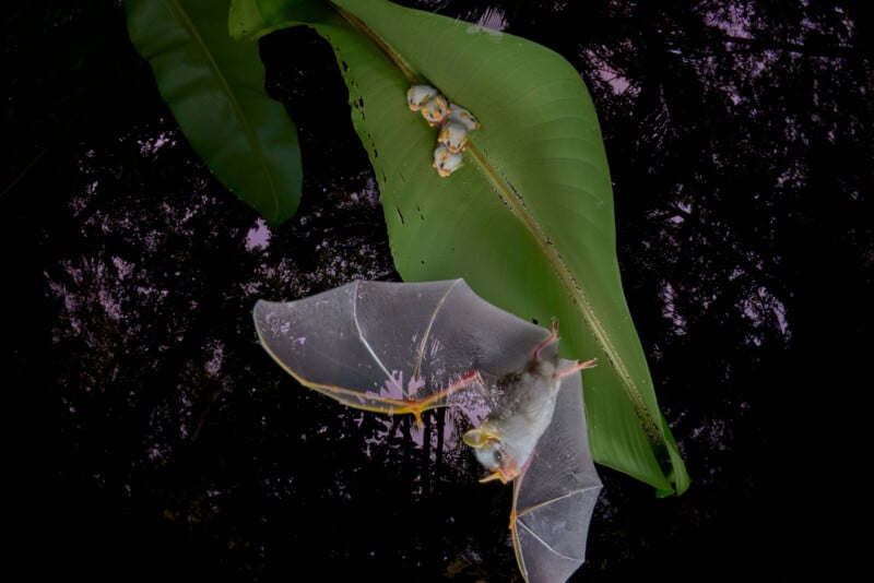 A translucent-winged bat flies below a large green leaf with three small bats clinging to its top side, set against a dark background.