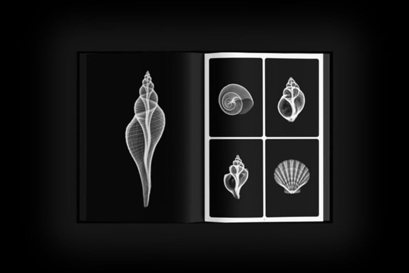 An open book displays black pages with white, x-ray style illustrations of various seashells, including spiral and scallop shells, arranged artistically.