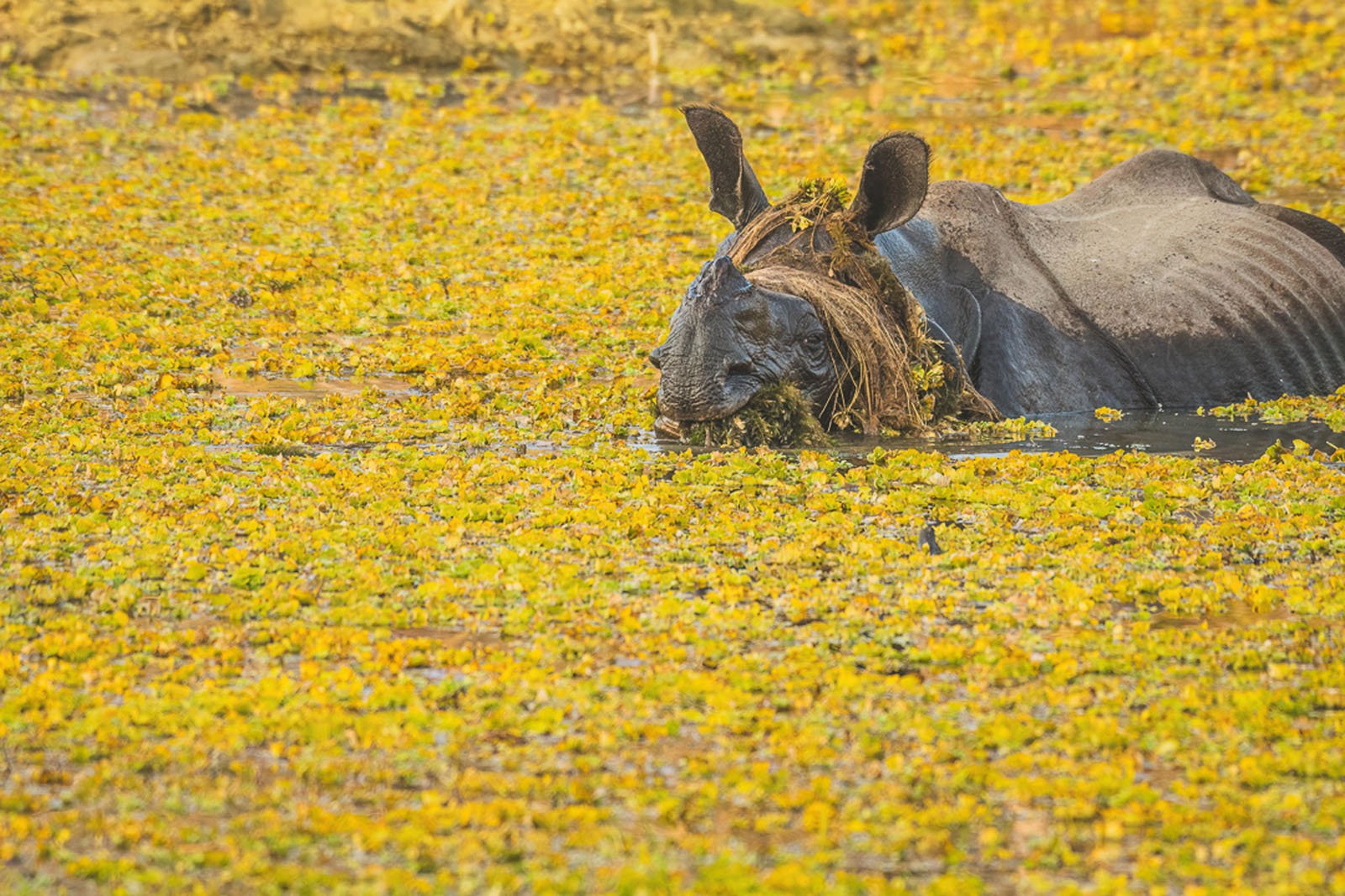 A rhinoceros partially submerged in water, covered in yellow and green floating vegetation, with only its head and part of its back visible above the surface.