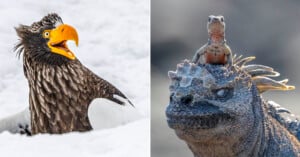 Split image: Left, a Steller’s sea eagle with its beak open, surrounded by snow. Right, a small lizard sits on the head of a large iguana, both basking in sunlight.