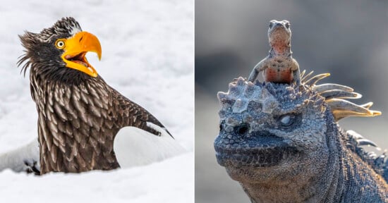 Split image: Left, a Steller’s sea eagle with its beak open, surrounded by snow. Right, a small lizard sits on the head of a large iguana, both basking in sunlight.