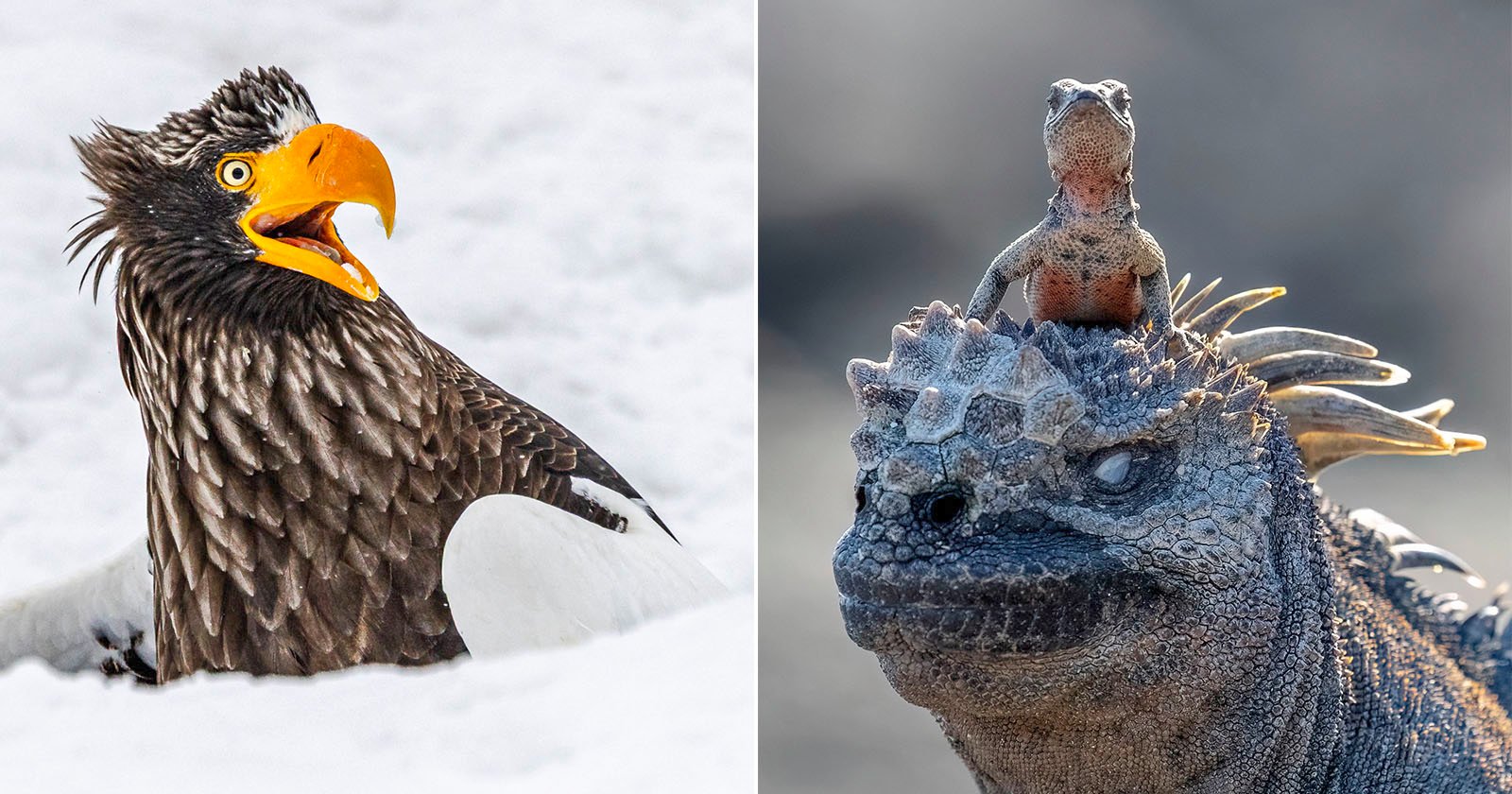 Split image: Left, a Steller’s sea eagle with its beak open, surrounded by snow. Right, a small lizard sits on the head of a large iguana, both basking in sunlight.