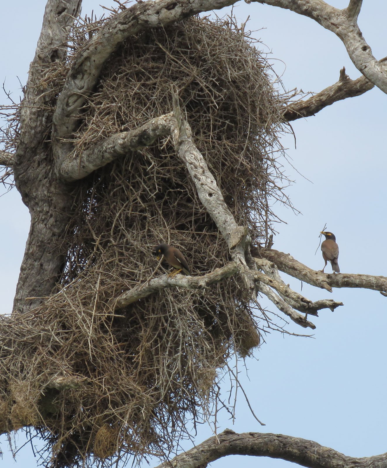 Two birds perch on the branches of a large, intricate nest built in a bare tree against a blue sky. One bird is holding food in its beak, possibly for its young inside the nest.