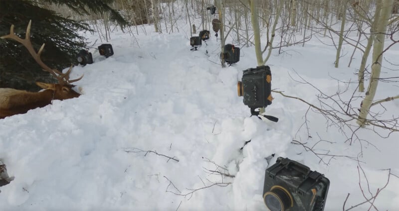 A snowy forest scene with an elk lying on the left side, surrounded by multiple cameras set up on tripods, facing the animal from different angles. Snow covers the ground and trees without leaves are in the background.
