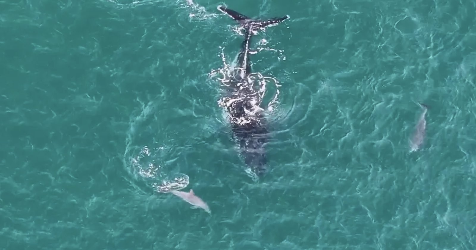 Drone Captures Dolphins Guiding Lost Humpback Whale to Deeper Water