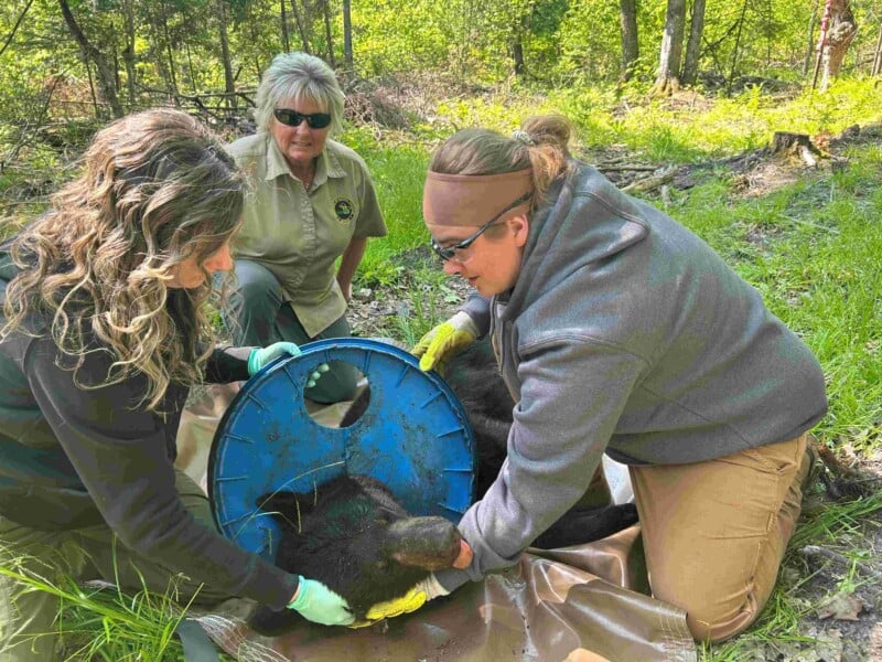Three people wearing gloves and outdoor clothing tend to a black bear lying on a tarp in the forest. One person holds a blue plastic tub around the bear’s head while the others assist in the process.