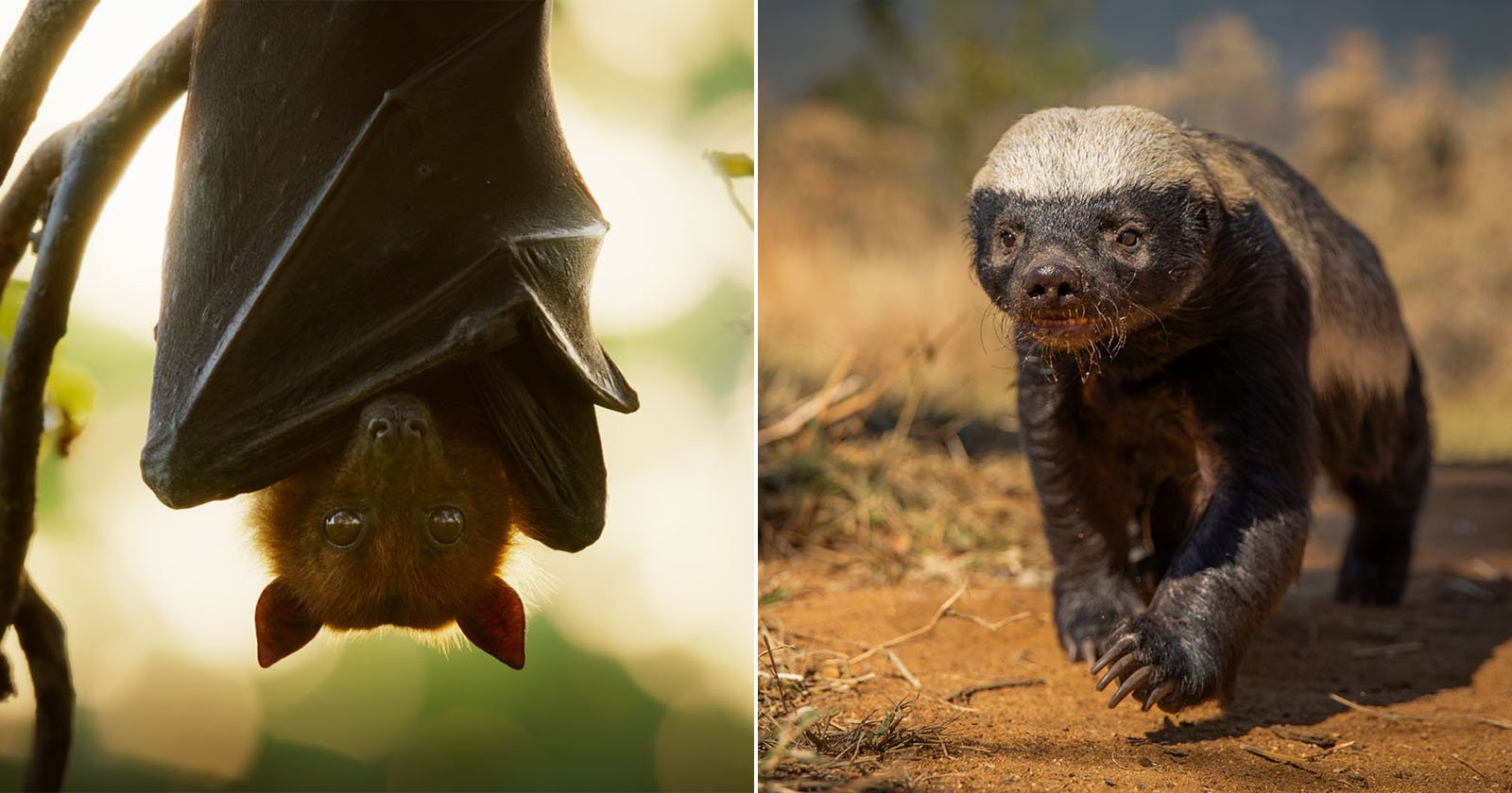 Nat Geo’s ‘Underdogs’ Hilariously Celebrates Nature’s Unsung Animal Heroes
