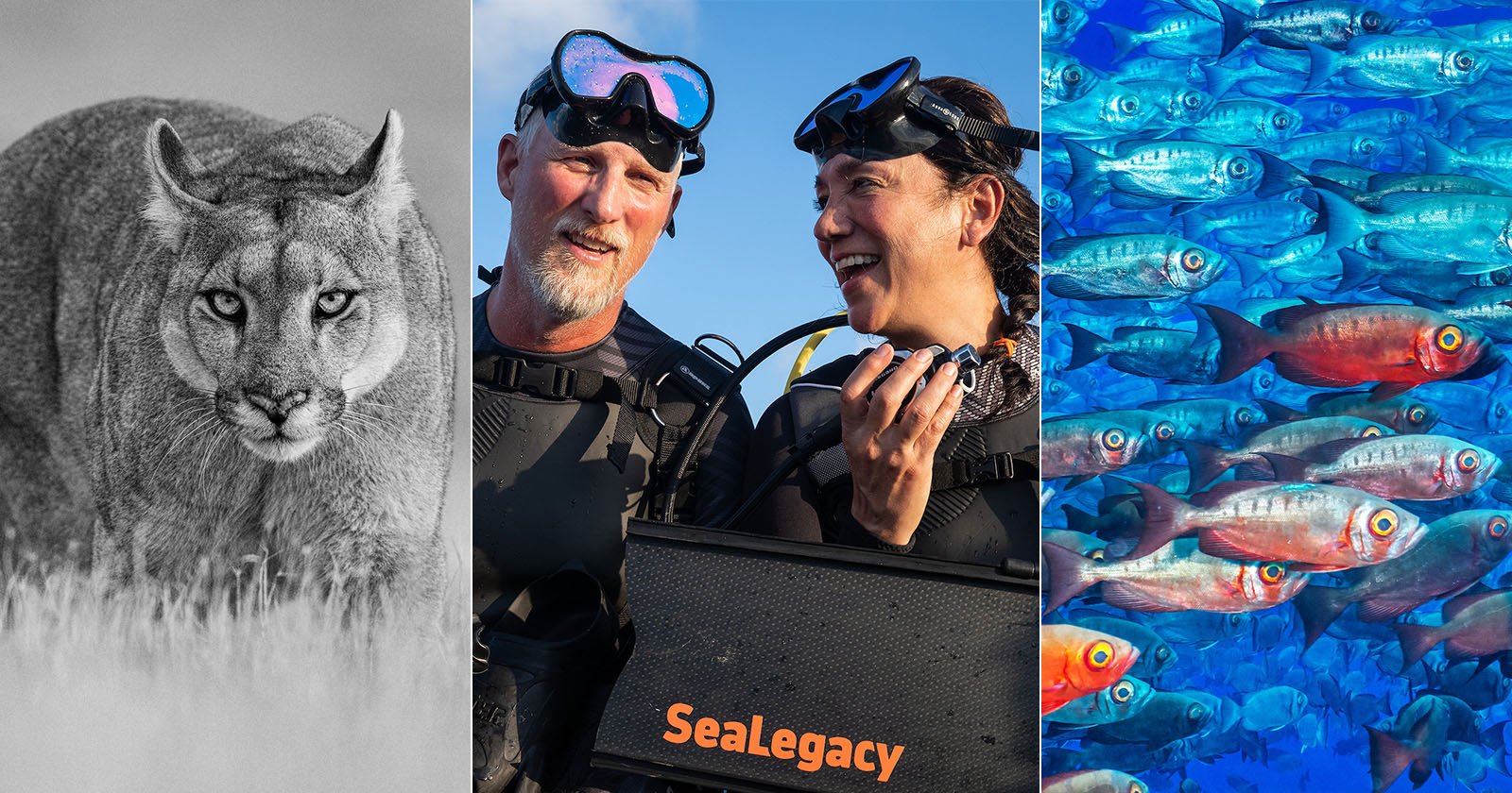 A collage with three images: a close-up of a puma in black and white; two scuba divers in wetsuits smiling, holding gear labeled "SeaLegacy"; and a vibrant underwater scene with a school of colorful fish.