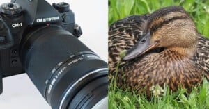 Close-up of an OM SYSTEM OM-1 camera with a zoom lens on the left, and a detailed image of a brown duck resting in green grass on the right.