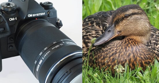 Close-up of an OM SYSTEM OM-1 camera with a zoom lens on the left, and a detailed image of a brown duck resting in green grass on the right.