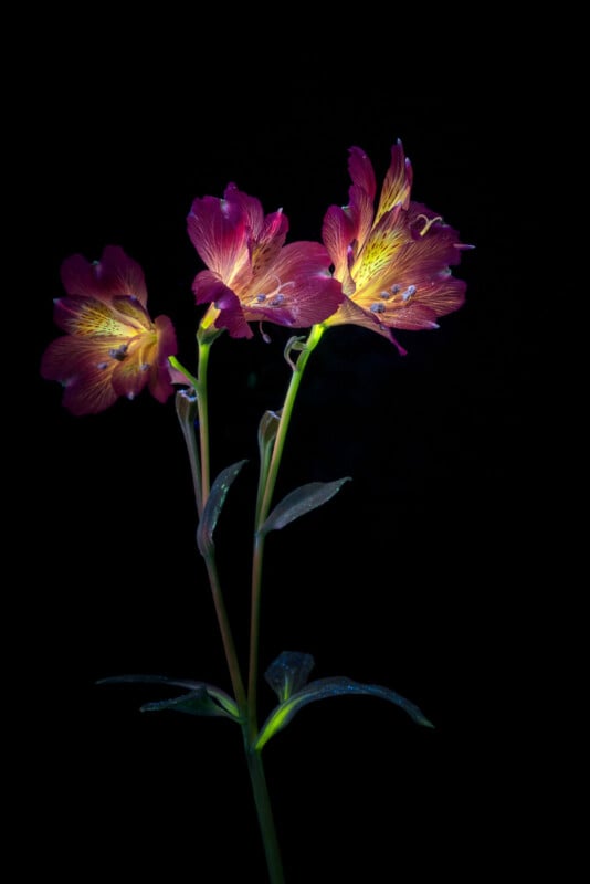 Three vibrant magenta and yellow Alstroemeria flowers stand against a solid black background, with green stems and leaves accentuated by soft lighting.