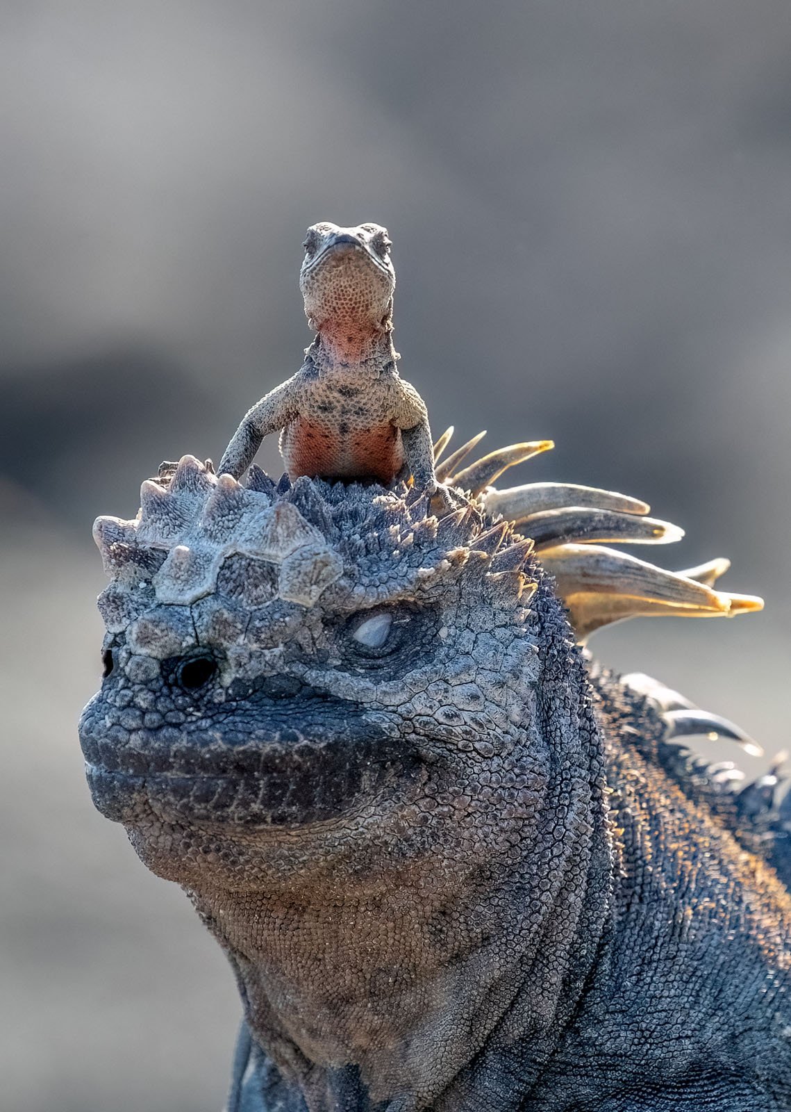 A small lizard sits perched on the head of a larger iguana, both facing forward. The background is blurred, highlighting the detailed textures and colors of their skin.