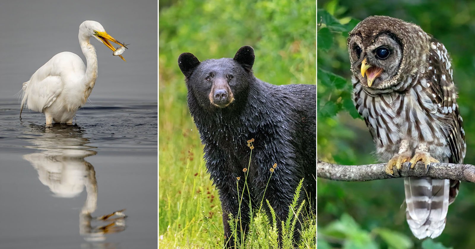 I Took 6,000 Photos With the Sigma 300-600mm f/4: It’s Almost Perfect
