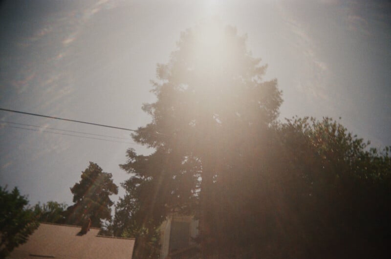 A tall evergreen tree stands against a bright sky, with sunlight creating a hazy, glowing effect. Part of a building roof and power lines are visible in the lower left corner.