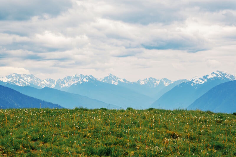 A grassy meadow with scattered wildflowers in the foreground and distant, snow-capped mountains under a cloudy sky in the background.