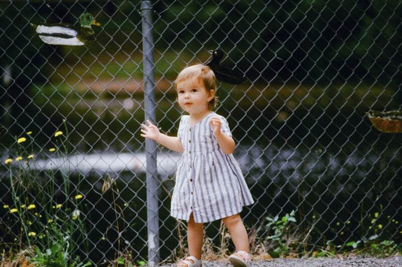 A young child in a striped dress stands near a metal chain-link fence outdoors, surrounded by greenery and yellow wildflowers.