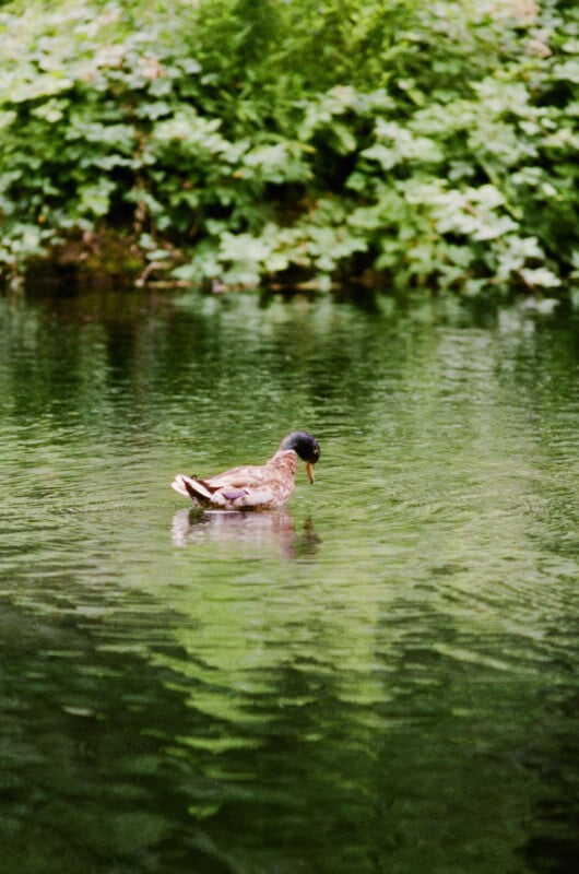 A duck floats alone on a calm, greenish pond with lush greenery and plants in the background. Its reflection is visible on the water’s surface under soft, natural light.