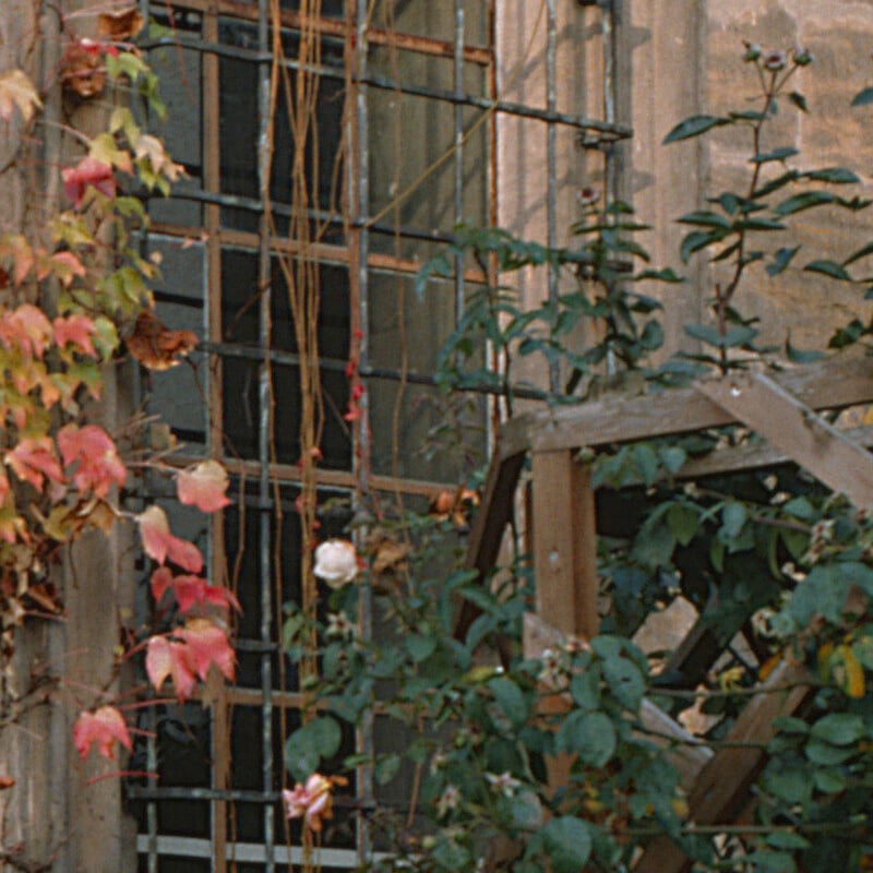 A close-up of a window with metal bars, surrounded by green foliage and climbing plants with some pink and white flowers growing nearby. Sunlight casts soft shadows on the wall.