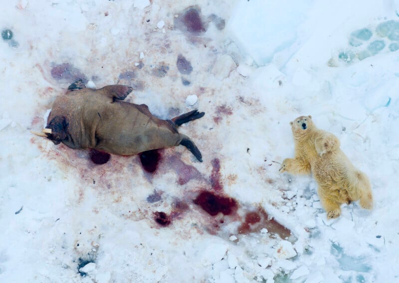 Aerial view of a polar bear and its cub standing on snowy ice near a large dead walrus. Blood stains are visible on the ice around the walrus.