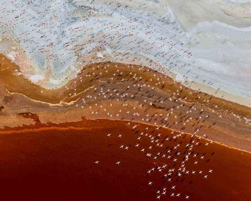 Aerial view of flocks of flamingos gathered along the shore of a colorful, layered body of water, with bands of brown, orange, and blue-gray hues, and groups of birds casting shadows on the landscape.