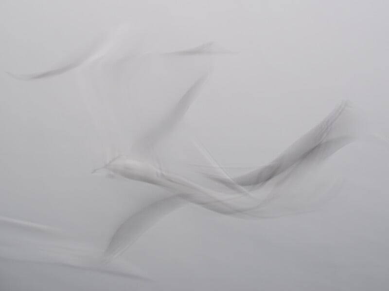 Abstract image of birds in flight, captured with motion blur, creating soft, ghostly outlines against a pale, light gray background.