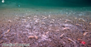 Underwater scene at the Aleutian Deepest site, showing a sandy seafloor scattered with numerous pale, tube-like sea creatures and small burrows. The ocean water above appears greenish-blue.