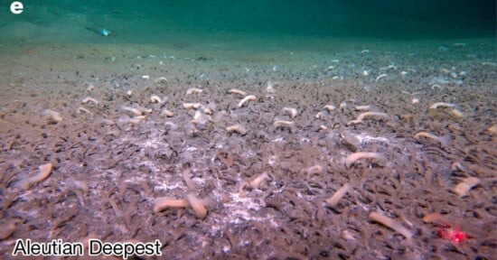 Underwater scene at the Aleutian Deepest site, showing a sandy seafloor scattered with numerous pale, tube-like sea creatures and small burrows. The ocean water above appears greenish-blue.