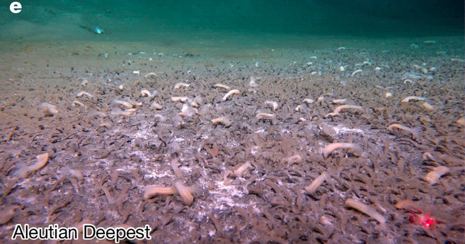 Researchers Dive Over 30,000 Feet into Ocean Trench and Film Life