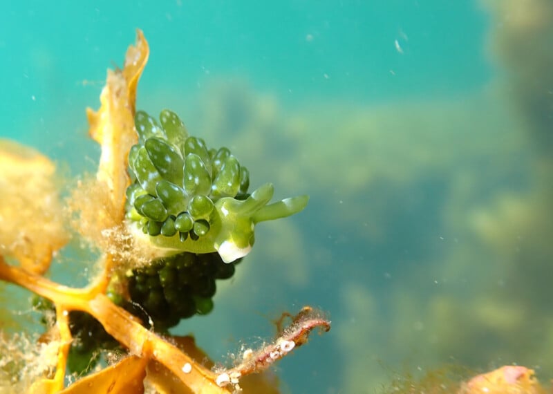 A close-up of a green sea slug with leaf-like appendages on its back, perched on underwater seaweed against a blue-green, blurred background.