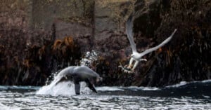 A sea lion surfaces in choppy water near a rocky shore as a seagull flies away, clutching a fish in its beak.