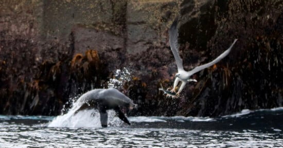 A sea lion surfaces in choppy water near a rocky shore as a seagull flies away, clutching a fish in its beak.