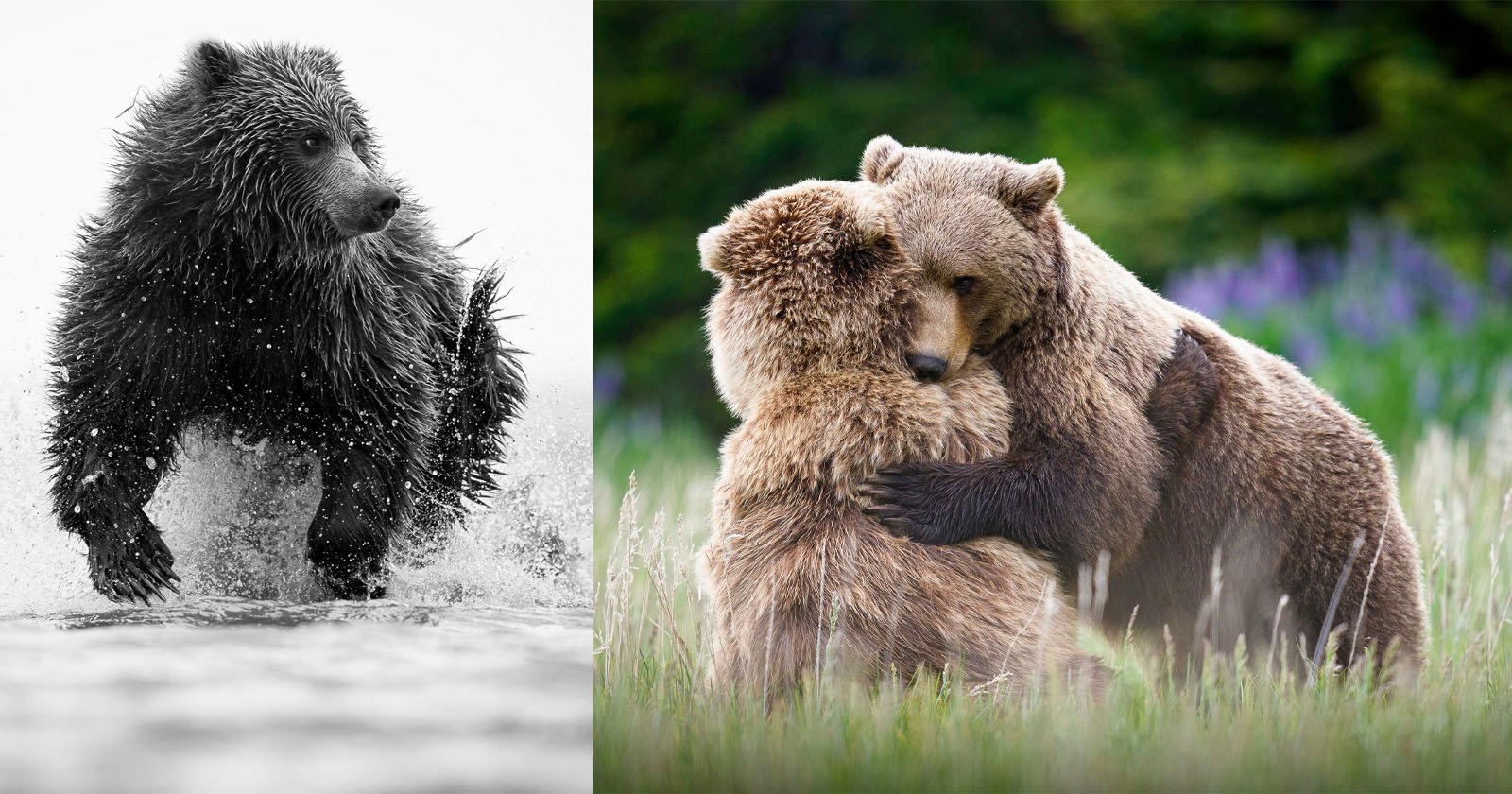 On the left, a wet bear runs through water in black and white. On the right, two brown bears stand in a meadow, embracing each other against a blurred, green background.