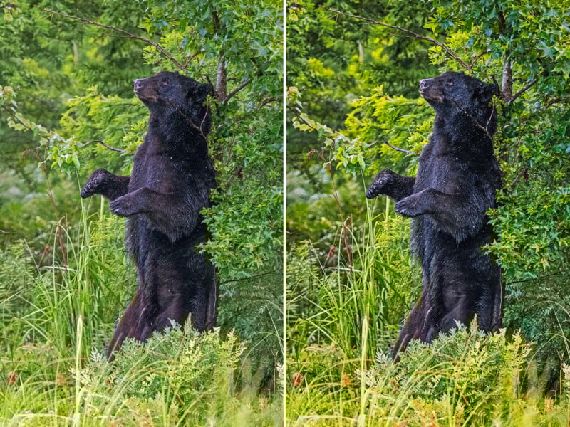 A black bear stands upright on its hind legs among green foliage in a forested area; the image is split side by side, showing nearly identical scenes of the bear in the same pose.