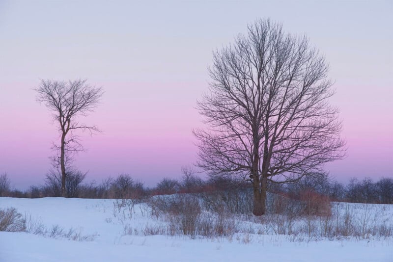 Two bare trees stand in a snowy field at dusk, with a soft pink and purple gradient sky in the background. Sparse bushes and grasses dot the white landscape.