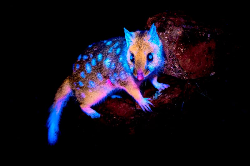 A small marsupial with a bushy tail and white spots on its back glows under ultraviolet light, standing on reddish rocks against a dark background.