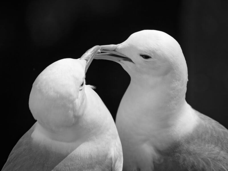 Two white birds, possibly seagulls, interact closely with one gently touching its beak to the other’s head. The background is dark, highlighting the birds in the black-and-white image.