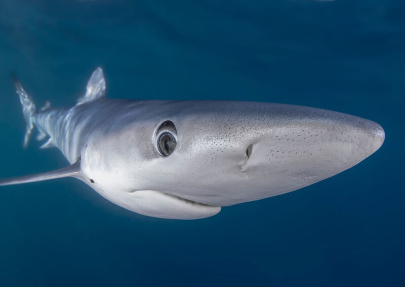 A close-up underwater photo of a blue shark swimming, with its large, pointed snout and round eye visible against a deep blue ocean background.