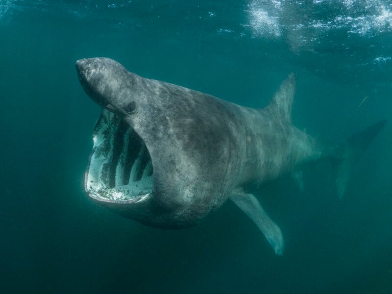 A large basking shark swims underwater with its mouth wide open, displaying gill rakers and its streamlined grey body against a blue-green ocean background.
