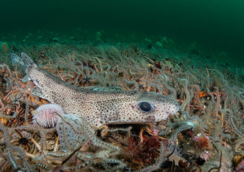 A small, spotted catshark rests on the seafloor, surrounded by numerous brittle stars and a sea urchin in greenish, murky water. The scene is full of marine life and detail.