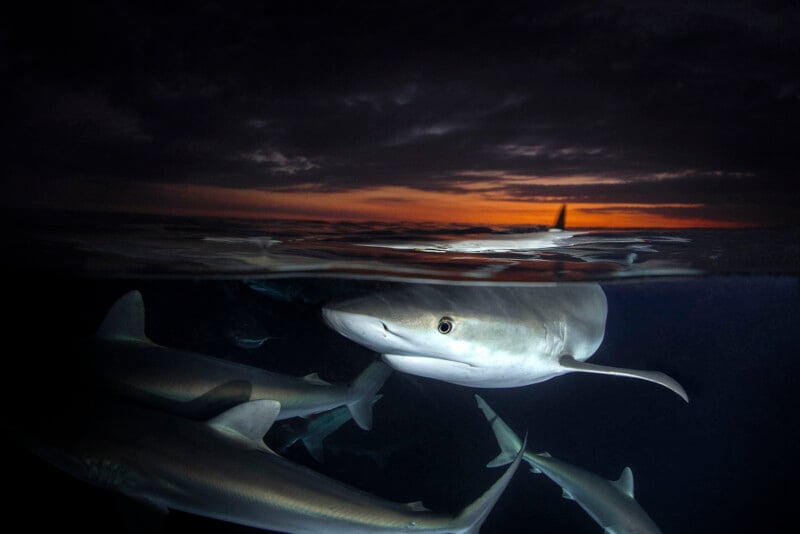 A group of sharks swim near the water's surface at dusk, with one shark's face clearly visible. The sky is dark with dramatic clouds and an orange sunset on the horizon.