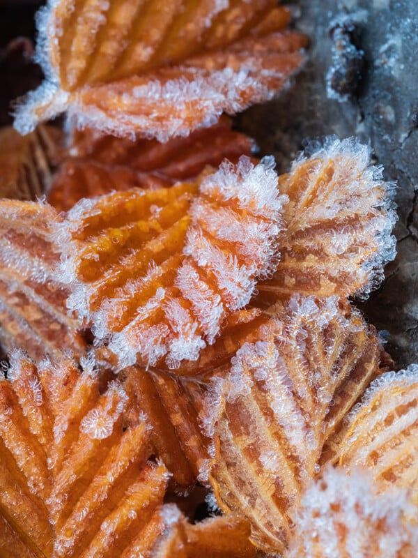 Close-up of several orange-brown leaves with intricate frost crystals forming along their edges, creating a delicate, sparkling pattern. The background is blurred, highlighting the texture and detail of the frosted leaves.