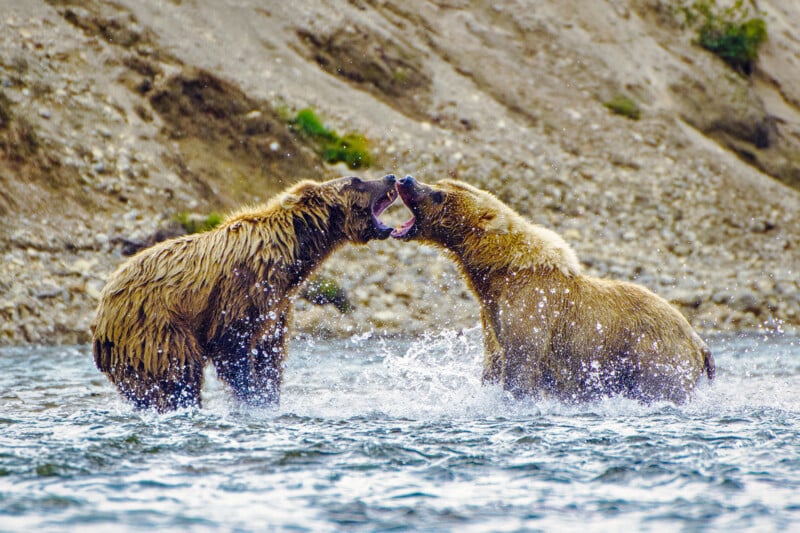 Two brown bears stand in shallow water facing each other, mouths open and teeth bared, appearing to play or fight as water splashes around them against a rocky riverbank background.