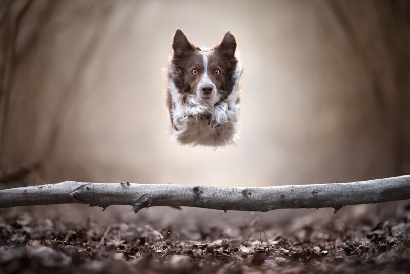 A brown and white Border Collie is mid-air, jumping over a fallen tree branch in a forest, with a blurred background of trees and leaves.