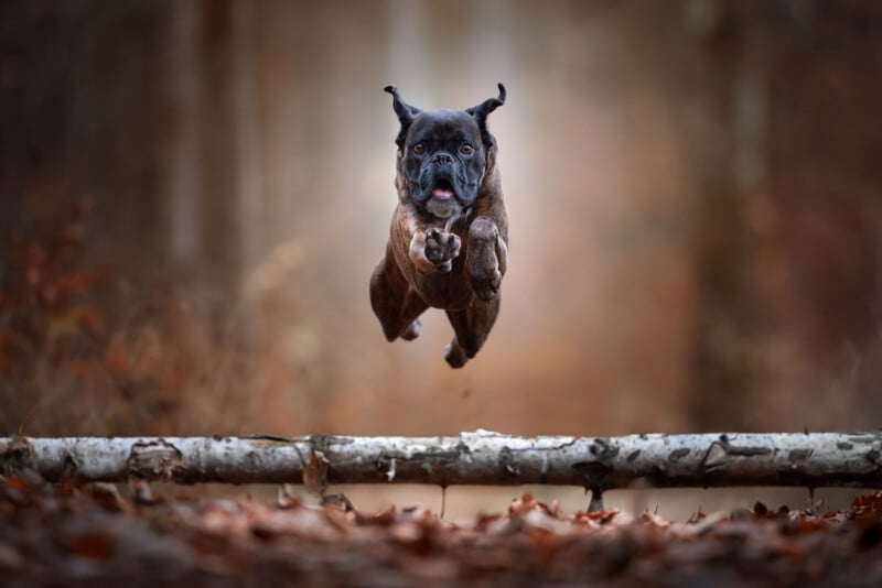 A black and brown dog is mid-air, leaping over a fallen log in a wooded area with autumn leaves on the ground. The background is blurred, emphasizing the dog's action and energy.