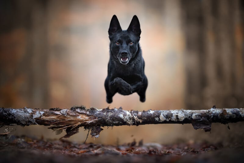A black dog is captured mid-air, leaping over a fallen tree branch in a forest with a blurred background of brown and orange tones.