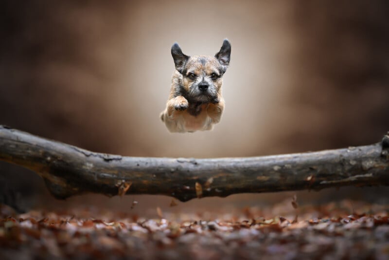 A small brown dog is captured mid-air as it leaps over a log in a forest, with fallen leaves on the ground and a blurred background.